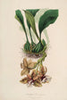Sertum orchidaceum A crown of the most beautiful orchid flowers Pl01 - John Lindley — artwork view
