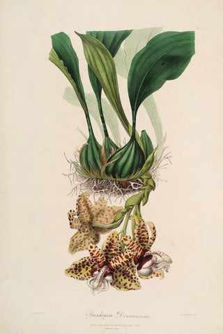 Sertum orchidaceum A crown of the most beautiful orchid flowers Pl01 - John Lindley — artwork view