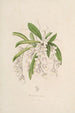 Sertum orchidaceum A crown of the most beautiful orchid flowers Pl02 - John Lindley — artwork view