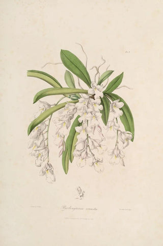 Sertum orchidaceum A crown of the most beautiful orchid flowers Pl02 - John Lindley — artwork view