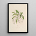 Sertum orchidaceum A crown of the most beautiful orchid flowers Pl02 - John Lindley — framed artwork on a wall
