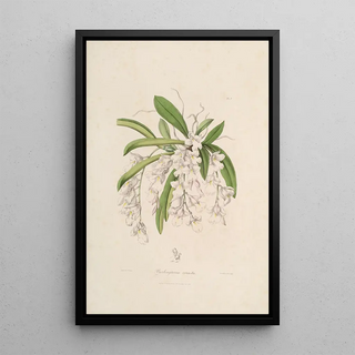 Sertum orchidaceum A crown of the most beautiful orchid flowers Pl02 - John Lindley — framed artwork on a wall