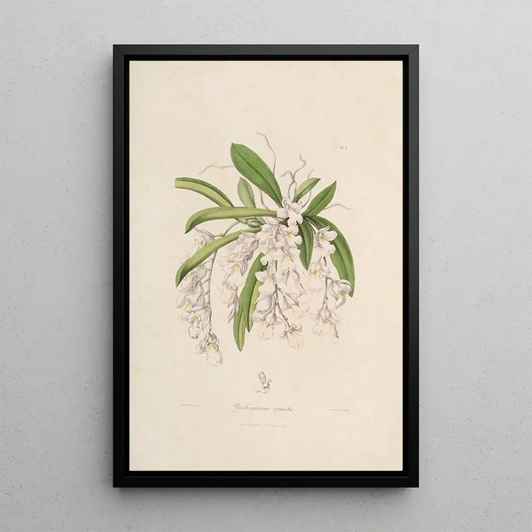 Sertum orchidaceum A crown of the most beautiful orchid flowers Pl02 - John Lindley — framed artwork on a wall