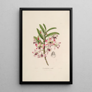 Sertum orchidaceum A crown of the most beautiful orchid flowers Pl03 - John Lindley — framed artwork on a wall