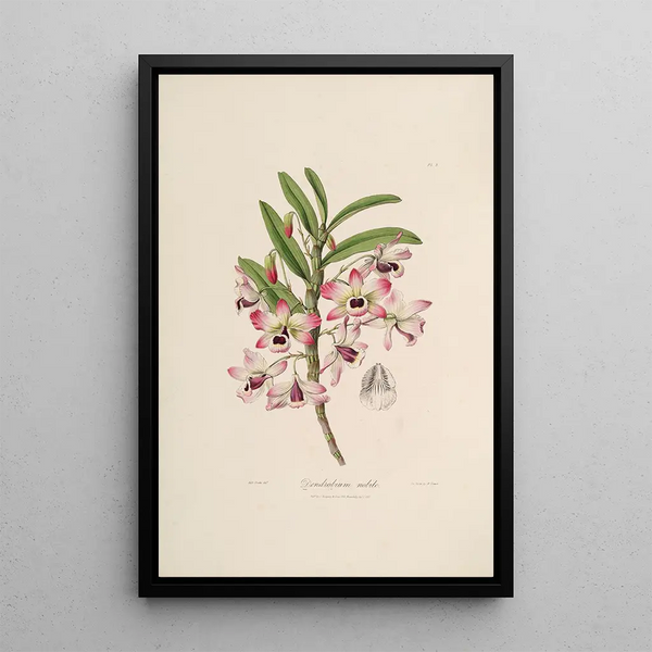 Sertum orchidaceum A crown of the most beautiful orchid flowers Pl03 - John Lindley — framed artwork on a wall