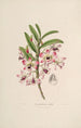 Sertum orchidaceum A crown of the most beautiful orchid flowers Pl03 - John Lindley — artwork view
