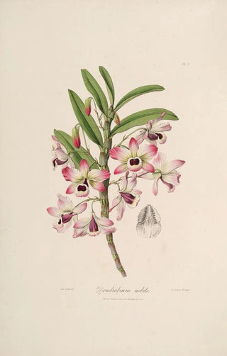 Sertum orchidaceum A crown of the most beautiful orchid flowers Pl03 - John Lindley — artwork view
