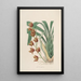 Sertum orchidaceum A crown of the most beautiful orchid flowers Pl04 - John Lindley — framed artwork on a wall