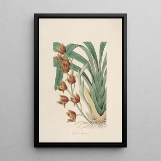 Sertum orchidaceum A crown of the most beautiful orchid flowers Pl04 - John Lindley — framed artwork on a wall