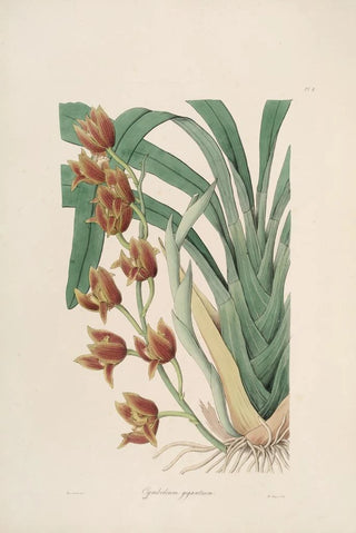 Sertum orchidaceum A crown of the most beautiful orchid flowers Pl04 - John Lindley — artwork view