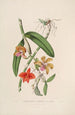 Sertum orchidaceum A crown of the most beautiful orchid flowers Pl05 - John Lindley — artwork view