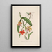 Sertum orchidaceum A crown of the most beautiful orchid flowers Pl05 - John Lindley — framed artwork on a wall