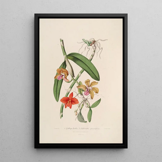 Sertum orchidaceum A crown of the most beautiful orchid flowers Pl05 - John Lindley — framed artwork on a wall