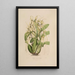 Sertum orchidaceum A crown of the most beautiful orchid flowers Pl06 - John Lindley — framed artwork on a wall