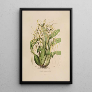 Sertum orchidaceum A crown of the most beautiful orchid flowers Pl06 - John Lindley — framed artwork on a wall