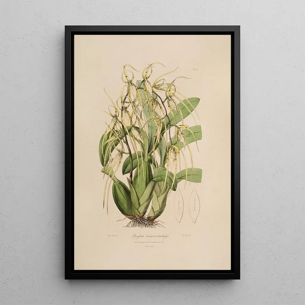 Sertum orchidaceum A crown of the most beautiful orchid flowers Pl06 - John Lindley — framed artwork on a wall