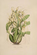 Sertum orchidaceum A crown of the most beautiful orchid flowers Pl06 - John Lindley — artwork view