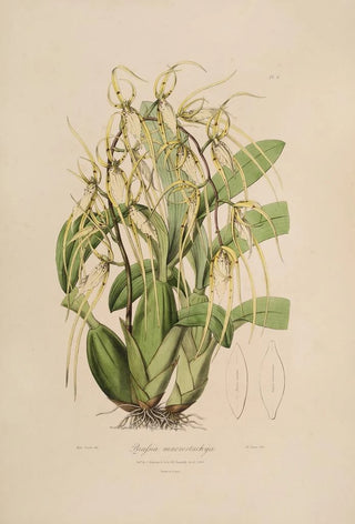 Sertum orchidaceum A crown of the most beautiful orchid flowers Pl06 - John Lindley — artwork view