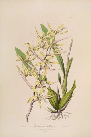 Sertum orchidaceum A crown of the most beautiful orchid flowers Pl07 - John Lindley — artwork view
