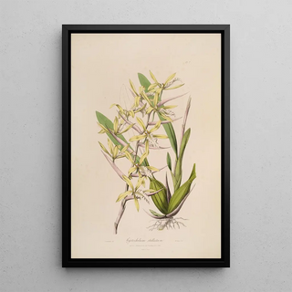 Sertum orchidaceum A crown of the most beautiful orchid flowers Pl07 - John Lindley — framed artwork on a wall