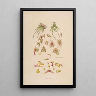Sertum orchidaceum A crown of the most beautiful orchid flowers Pl08 - John Lindley — framed artwork on a wall