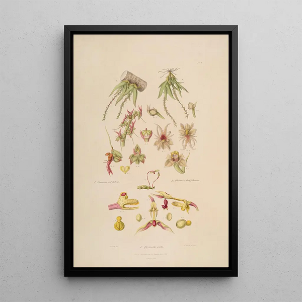 Sertum orchidaceum A crown of the most beautiful orchid flowers Pl08 - John Lindley — framed artwork on a wall
