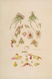 Sertum orchidaceum A crown of the most beautiful orchid flowers Pl08 - John Lindley — artwork view