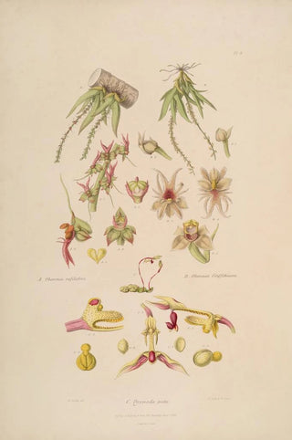 Sertum orchidaceum A crown of the most beautiful orchid flowers Pl08 - John Lindley — artwork view