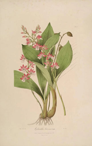 Sertum orchidaceum A crown of the most beautiful orchid flowers Pl09 - John Lindley — artwork view