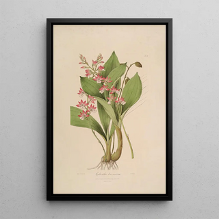 Sertum orchidaceum A crown of the most beautiful orchid flowers Pl09 - John Lindley — framed artwork on a wall