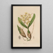 Sertum orchidaceum A crown of the most beautiful orchid flowers Pl10 - John Lindley — framed artwork on a wall