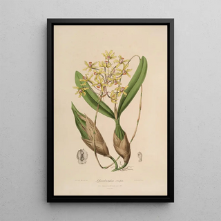 Sertum orchidaceum A crown of the most beautiful orchid flowers Pl10 - John Lindley — framed artwork on a wall
