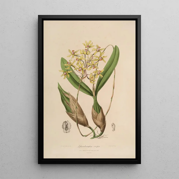 Sertum orchidaceum A crown of the most beautiful orchid flowers Pl10 - John Lindley — framed artwork on a wall