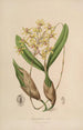 Sertum orchidaceum A crown of the most beautiful orchid flowers Pl10 - John Lindley — artwork view