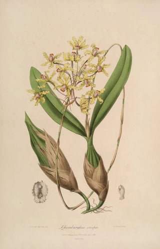 Sertum orchidaceum A crown of the most beautiful orchid flowers Pl10 - John Lindley — artwork view