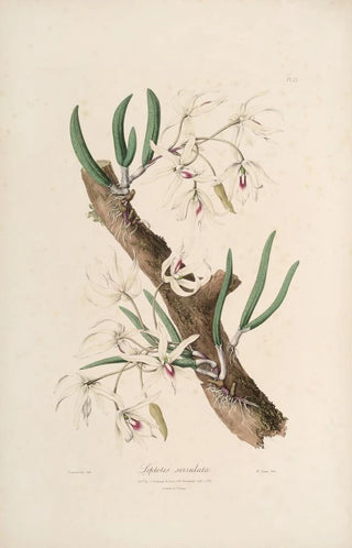 Sertum orchidaceum A crown of the most beautiful orchid flowers Pl11 - John Lindley — artwork view