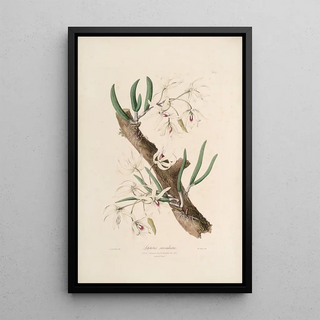 Sertum orchidaceum A crown of the most beautiful orchid flowers Pl11 - John Lindley — framed artwork on a wall