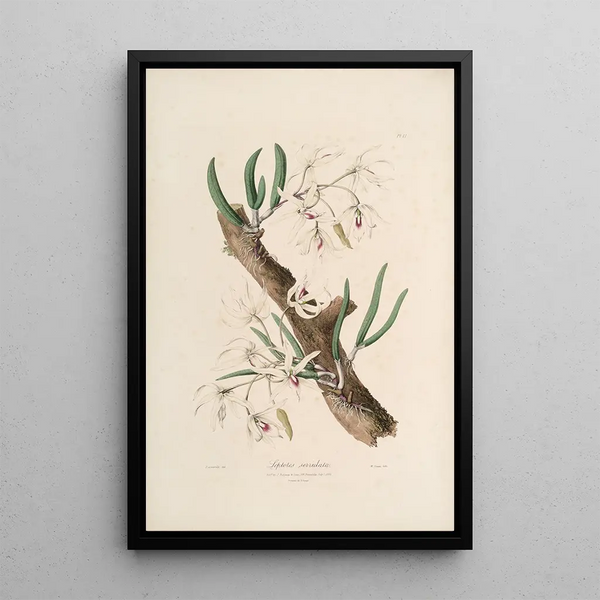 Sertum orchidaceum A crown of the most beautiful orchid flowers Pl11 - John Lindley — framed artwork on a wall