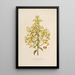 Sertum orchidaceum A crown of the most beautiful orchid flowers Pl12 - John Lindley — framed artwork on a wall