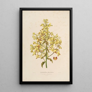 Sertum orchidaceum A crown of the most beautiful orchid flowers Pl12 - John Lindley — framed artwork on a wall