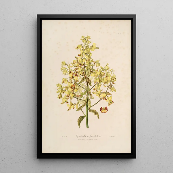 Sertum orchidaceum A crown of the most beautiful orchid flowers Pl12 - John Lindley — framed artwork on a wall