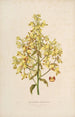 Sertum orchidaceum A crown of the most beautiful orchid flowers Pl12 - John Lindley — artwork view