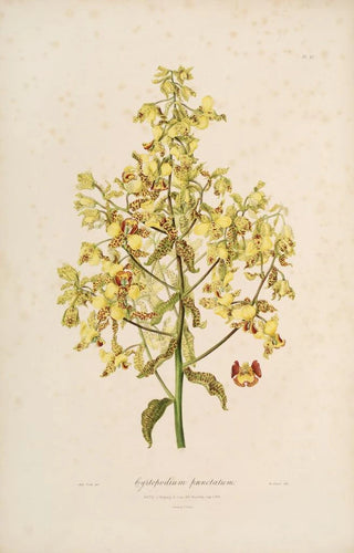 Sertum orchidaceum A crown of the most beautiful orchid flowers Pl12 - John Lindley — artwork view