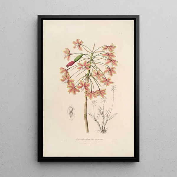 Sertum orchidaceum A crown of the most beautiful orchid flowers Pl13 - John Lindley — framed artwork on a wall