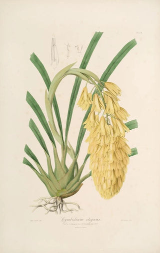 Sertum orchidaceum A crown of the most beautiful orchid flowers Pl14 - John Lindley — artwork view