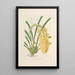 Sertum orchidaceum A crown of the most beautiful orchid flowers Pl14 - John Lindley — framed artwork on a wall