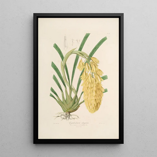 Sertum orchidaceum A crown of the most beautiful orchid flowers Pl14 - John Lindley — framed artwork on a wall