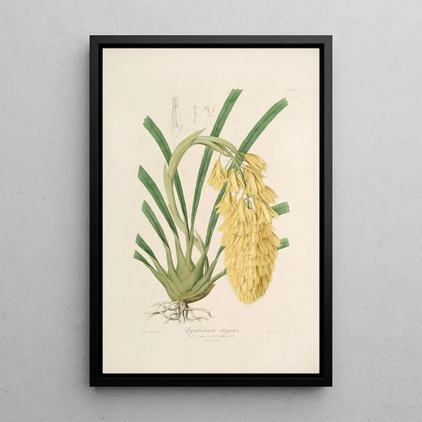 Sertum orchidaceum A crown of the most beautiful orchid flowers Pl14 - John Lindley — framed artwork on a wall