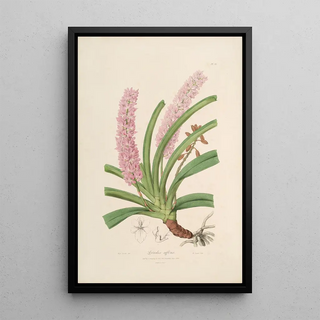 Sertum orchidaceum A crown of the most beautiful orchid flowers Pl15 - John Lindley — framed artwork on a wall