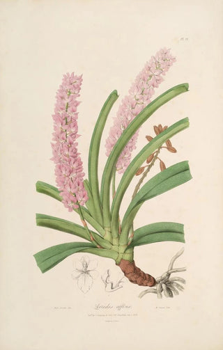 Sertum orchidaceum A crown of the most beautiful orchid flowers Pl15 - John Lindley — artwork view